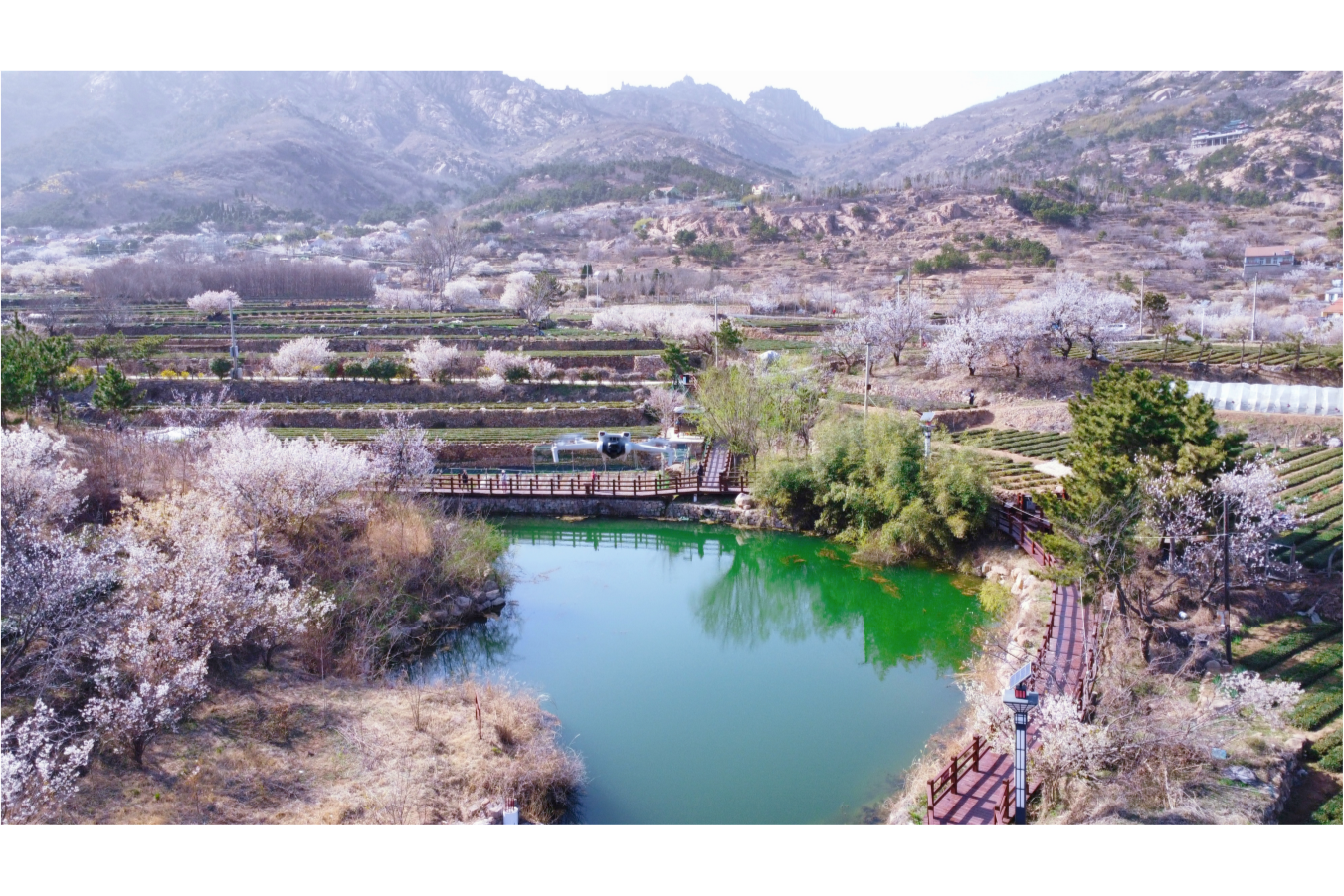 觀山看海，一路繁花！央視用3分16秒推薦青島“開往春天的列車”
